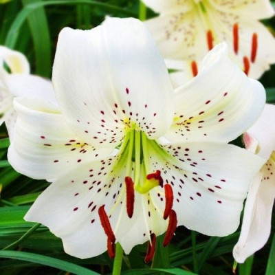 Лилия White Twinkle
