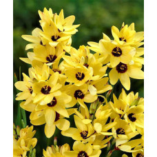 Иксия Yellow Emperor / 3 шт. Иксия Yellow Emperor / 3 шт.