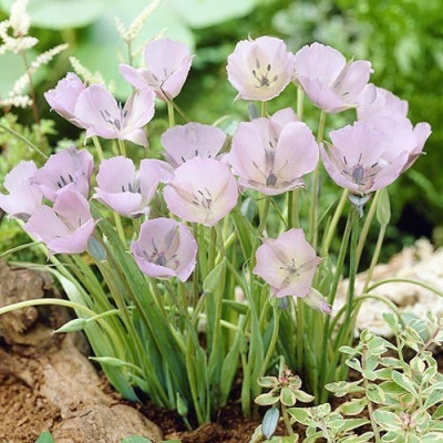 Калохортус Uniflorus Cupido / 3 шт.
