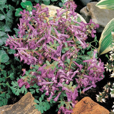 Хохлатка Decipiens Хохлатка Decipiens