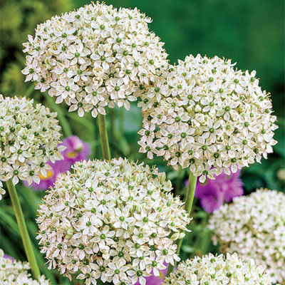 Аллиум Nigrum / 3 шт.