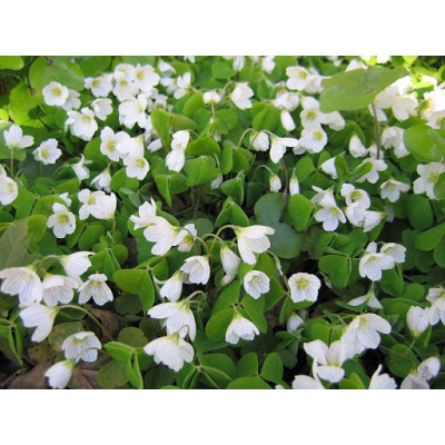 Кислиця Papilionacea