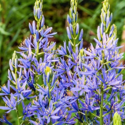 Камасія Blue Melody