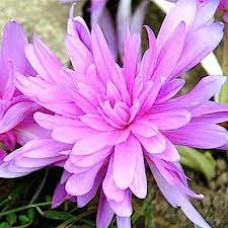 Безвременник Waterlily Безвременник Waterlily