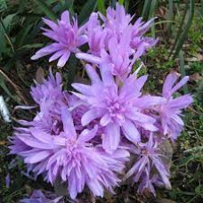 Безвременник Pleniflorum Безвременник Pleniflorum
