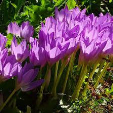 Безвременник Lilac Bedder Безвременник Lilac Bedder