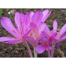 Безвременник Сilicicum Purpureum Безвременник Сilicicum Purpureum