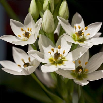 Орнітогалум Arabicum