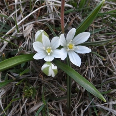 Орнитогалум Oligophyllum