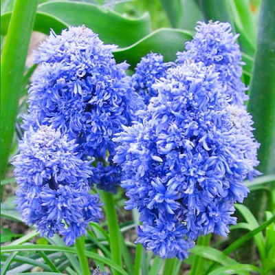 Мускари Blue Spike / 2 шт.