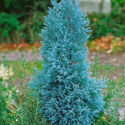 Кипарисовик Van Pelts Blue / ЗКС