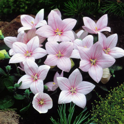 Платикодон Shell Pink / ЗКС