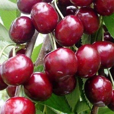 Вишня Лутовка (двухлетняя)