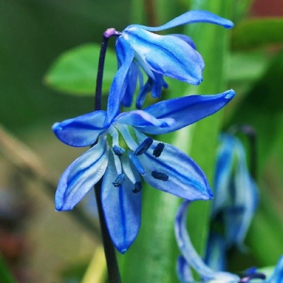 Проліска Siberica / 3 шт.