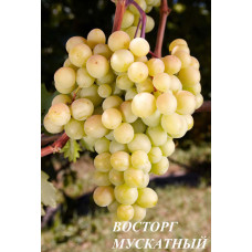 Виноград Захоплення Мускатний
