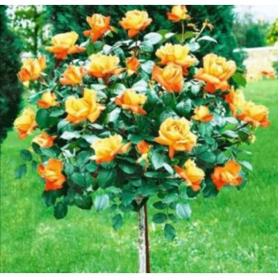 Штамбовая роза Экскалибур