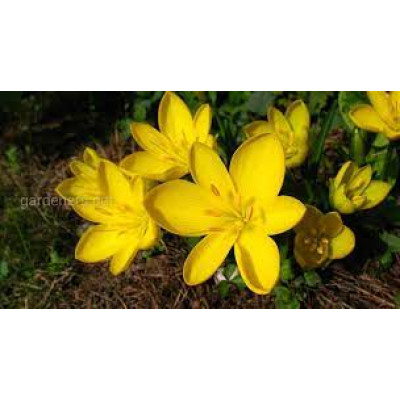 Штернбергія Lutea