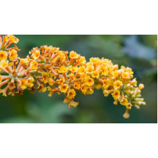 Буддлея Sungold / ЗКС