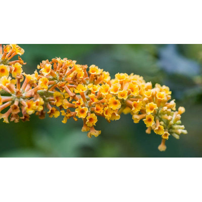 Буддлея Sungold / ЗКС