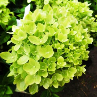 Гортензия метельчатая Литл Лайм (Little Lime)
