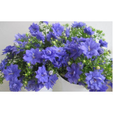 Кампанула Dublin Blue (Дублин Блу) / ЗКС