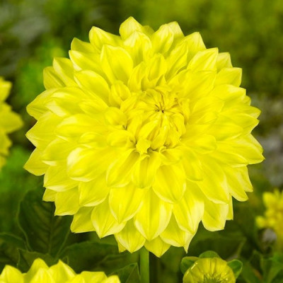 Георгина Sun Lady