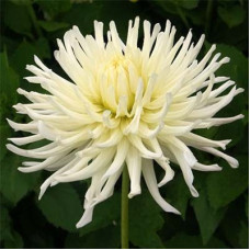 Жоржина White Star