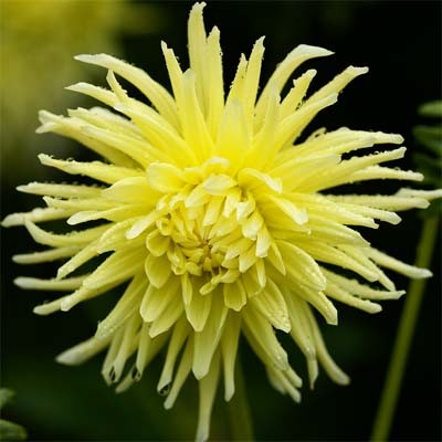 Георгина Yellow Star
