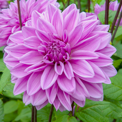 Георгина Lilac Time