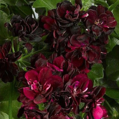 Пеларгония Primo Burgundy ампельная / ЗКС