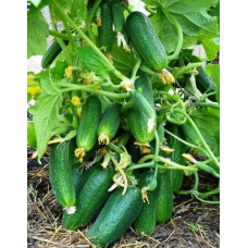 Огурец Кустовой / 10 г.