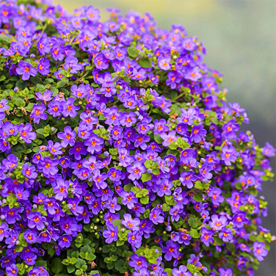 Обриетта Cascade Blue / 0,1 г.