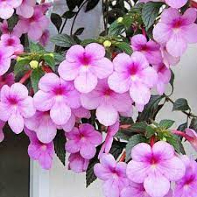 Aхіменес Peach Blossom (2шт)