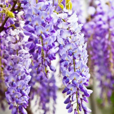 Гліцинія китайська Wisteria Sinensis (15 см, ЗКС, сіянець)