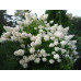 Гортензия древовидная Грандифлора (Grandiflora)