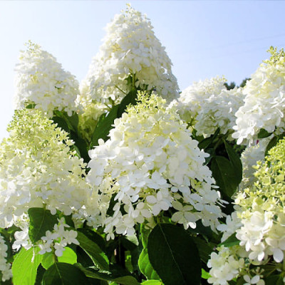 Гортензия древовидная Грандифлора (Grandiflora)