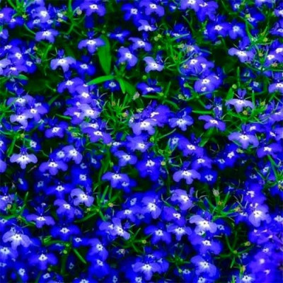 Лобелия Синяя / Blue - ЗКС