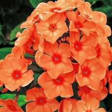 Флокс Orange Perfection (корневище)