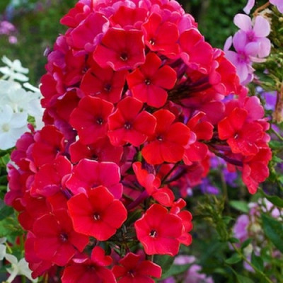 Флокс Starfire (корневище)