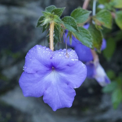 Ахіменес Longiflora Major / 1 шт.