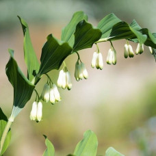 Купена многоцветковая Multiflorum  (корневище)