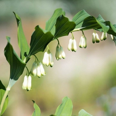 Купина багатоквіткова Multiflorum (кореневище)