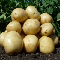 Посадкова картопля