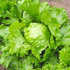 Салат Паризький / 1 г