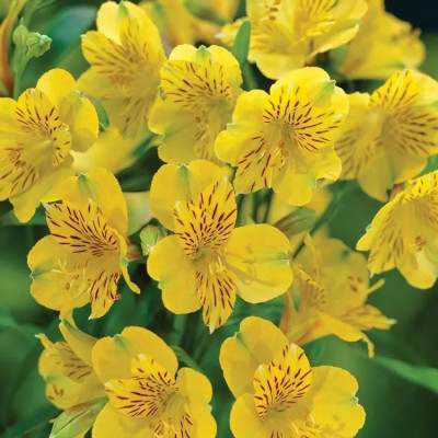 Альстремерія гібридна Aurea Lutea
