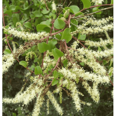 Анредера Cordifolia