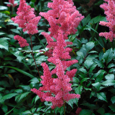 Астильба Chinensis Pumila