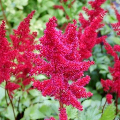 Астільба Etna (Єтна)