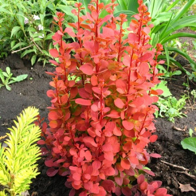 Барбарис тунберга Orange Ice (Оранж Айс)