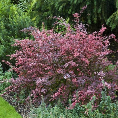 Барбарис тунберга Rose Glow (Роуз Глоу)